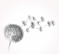 Preview: Pusteblume